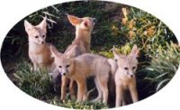Photo of a group of San Joaquin kit foxes