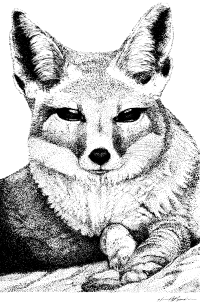 kit fox drawing