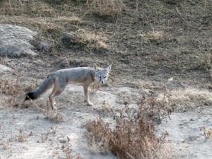 Photo of kit fox den in Bakersfield