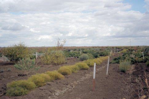 Landscape view of the LRDP Native Plant Nursery